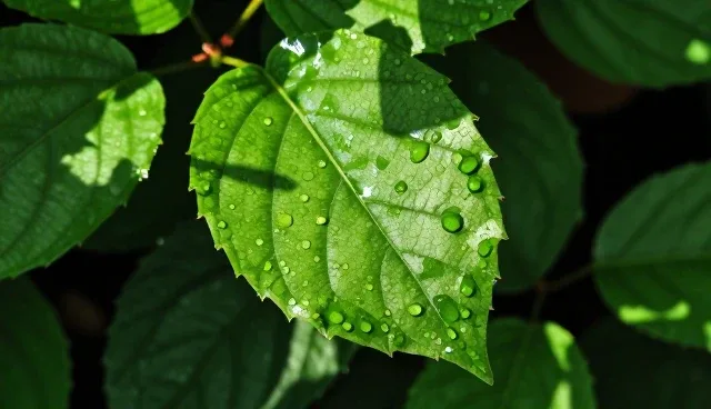 面试自我介绍提示词,如何优化表达效果
